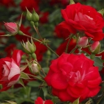 Rosige Landdrostei / Розіге Ланддростай